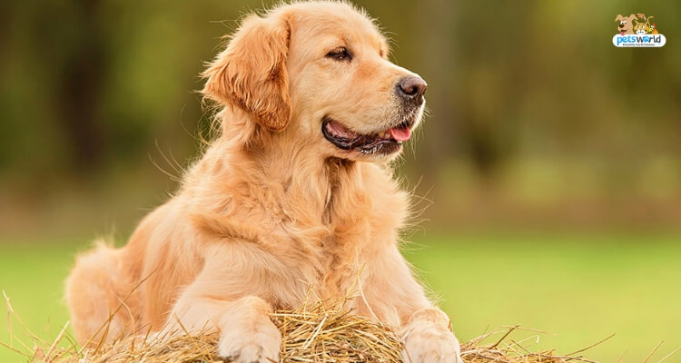 Read more about the article Golden Retriever: Top Dog Food & Feeding Patterns To Know